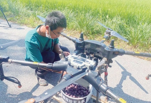 無人機投放“天敵”守護京西稻