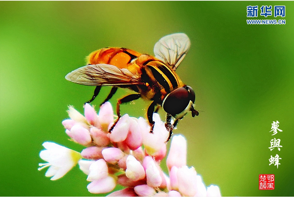 蓼與蜂、蜘蛛