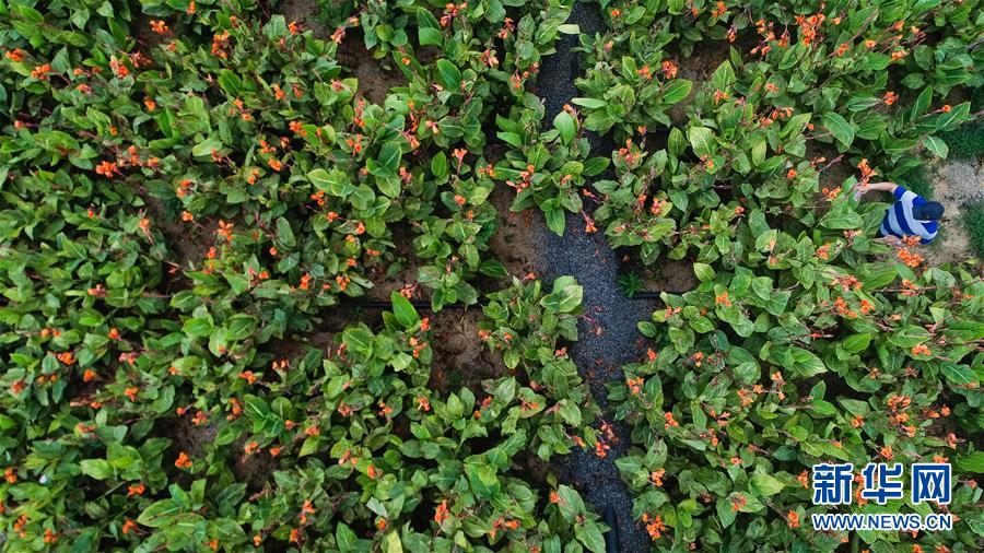 （在習近平新時代中國特色社會主義思想指引下&mdash;&mdash;新時代新作為新篇章&middot;圖文互動）（5）稀奇！治污濕地成了休閑公園&mdash;&mdash;江蘇蘇州全域推進農村生活污水治理