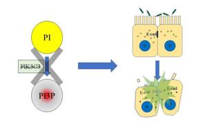 PI3P缺失導致上皮細胞連接破壞，最終招募中性粒細胞，發生急性炎癥