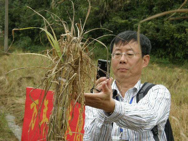 農民豐收節:農作物中的中華文化“密碼”