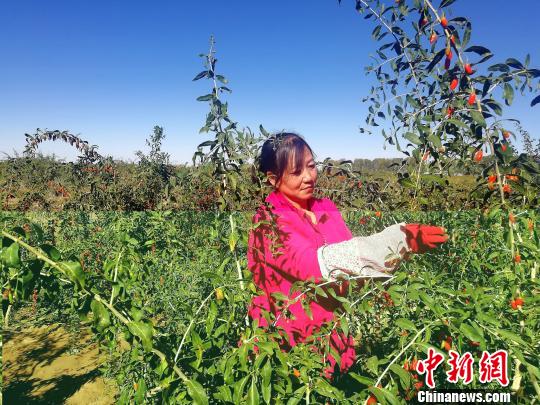 青海柴達木盆地枸杞采摘能手:不到70天掙了1萬塊
