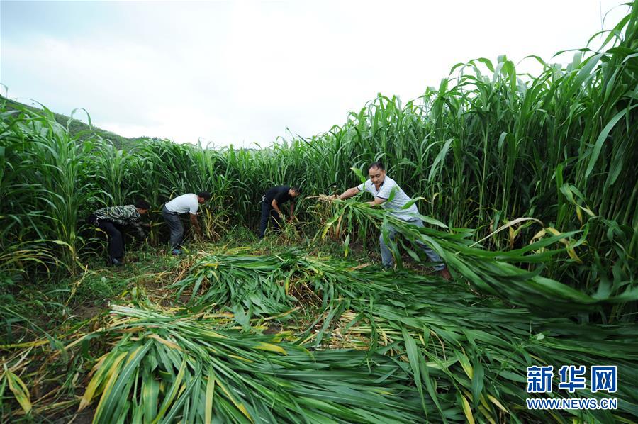 （在習近平新時代中國特色社會主義思想指引下&mdash;&mdash;新時代新作為新篇章&middot;圖文互動）（6）三年村干部 一世農村情&mdash;&mdash;記貴州石阡農村扶貧干部