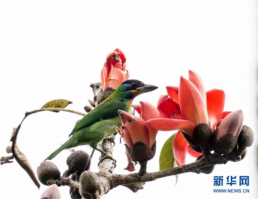 (新華全媒頭條·圖文互動)(3)歸來的雨林