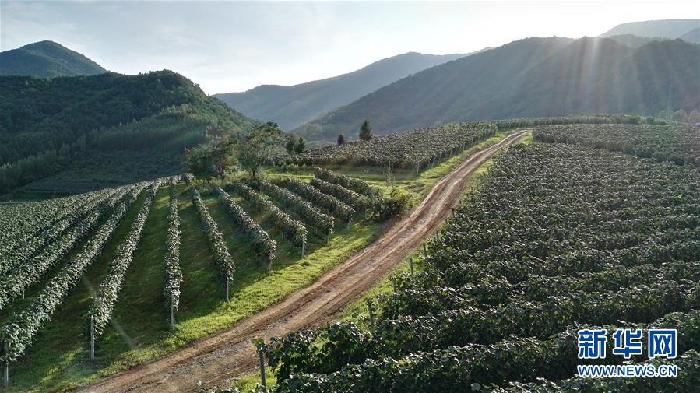 （百城百縣百企調研行·圖文互動）（7）吉林集安：邊陲“綠色明珠”為何如此閃亮？