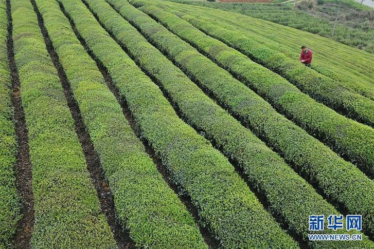 (百城百縣百企調研行·圖文互動)(4)貴州湄潭:綠浪淘心 茶富萬民