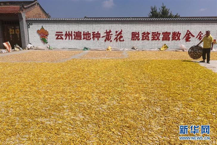 （在習近平新時代中國特色社會主義思想指引下——新時代新作為新篇章·鄉村振興戰略·圖文互動）（2）一株忘憂草，萬家喜眉梢——山西省大同市云州區黃花產業扶貧觀察