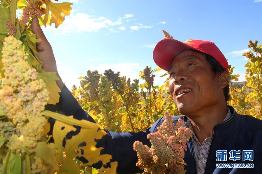 (脫貧攻堅·圖文互動)“藜麥老漢”代存忠脫貧記