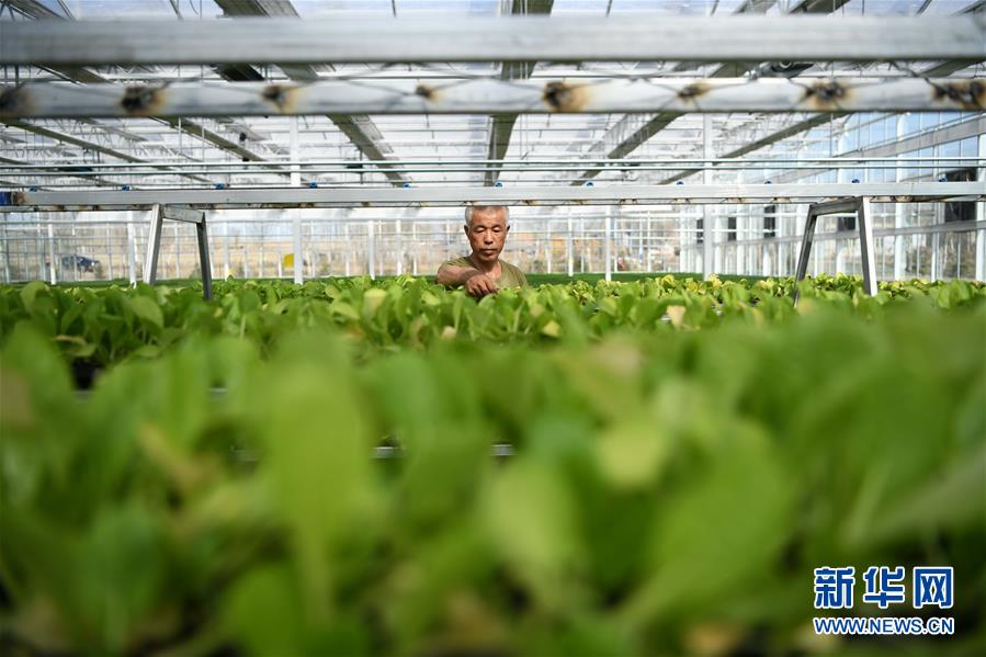(壯麗70年 奮斗新時代——推動高質量發展調研行·圖文互動)(3)黑龍江賓縣:“北菜南銷”演繹結構調整“大文章”