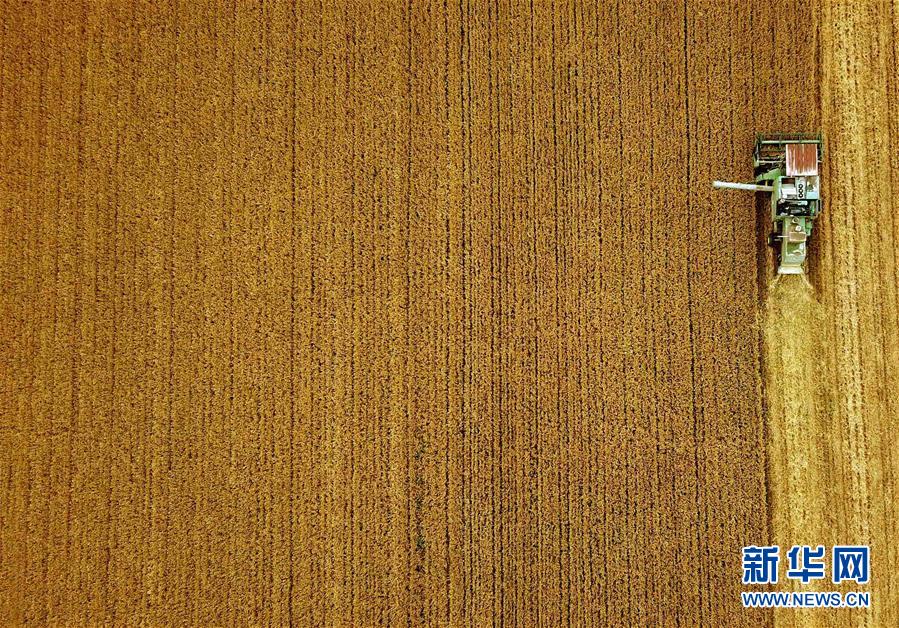 (新華全媒頭條·圖文互動)(7)大國糧倉的新時代交響——河南農業70年觀察