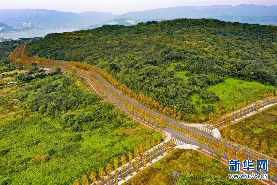 (四中全會精神在基層·圖文互動)(1)一江碧水串起綠色島鏈——重慶江心島“生態留白”調查