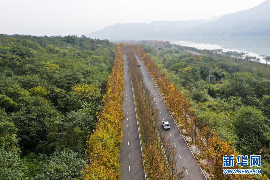 (四中全會精神在基層·圖文互動)(3)一江碧水串起綠色島鏈——重慶江心島“生態留白”調查