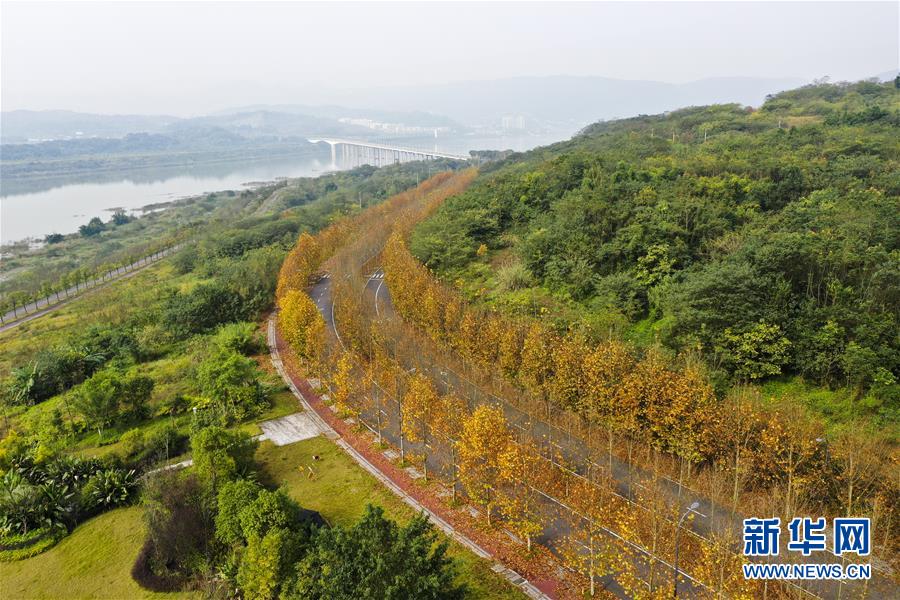 (四中全會精神在基層·圖文互動)(4)一江碧水串起綠色島鏈——重慶江心島“生態留白”調查