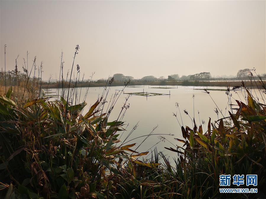 (新華全媒頭條·圖文互動)(6)大湖見證——長三角三大淡水湖綠色發展之路