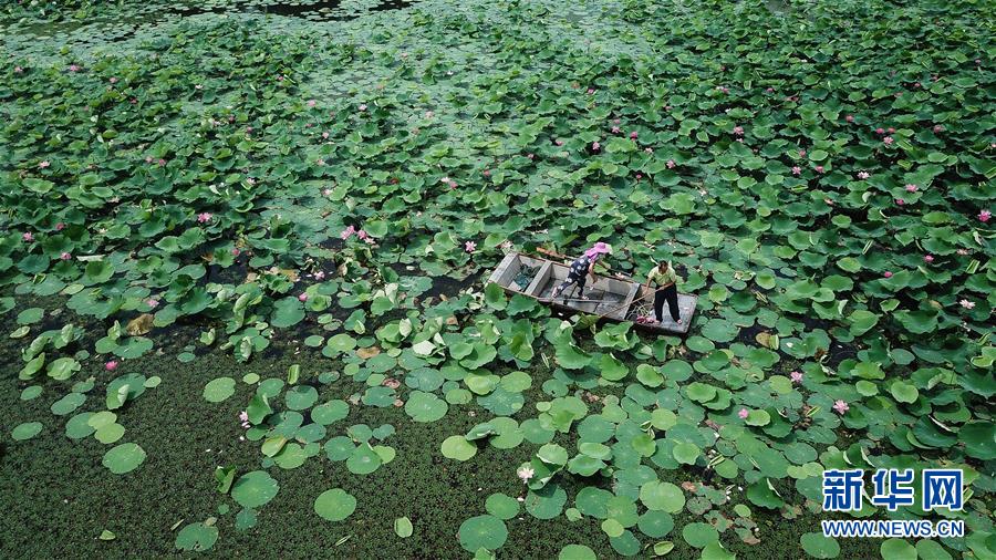 (新華全媒頭條·圖文互動)(14)大湖見證——長三角三大淡水湖綠色發展之路