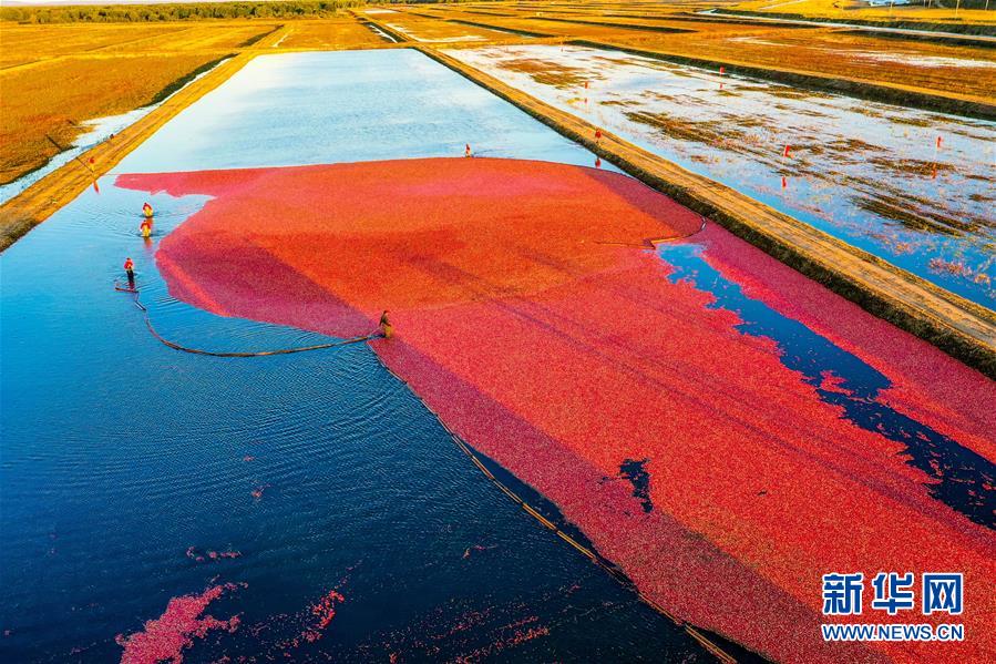 （脫貧攻堅&middot;圖文互動）（2）中國東極故事之五：蔓越莓為什么這樣紅？