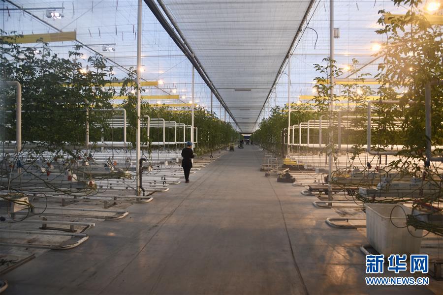 (新春走基層·圖文互動)(1)大興安嶺南麓的春天之六:鹽堿地長出“黃金果”