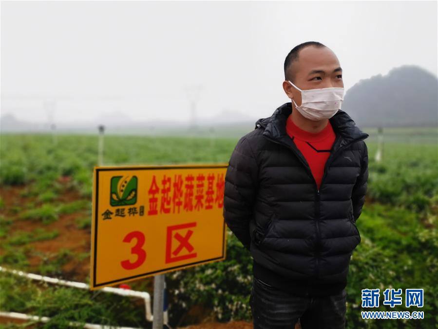 (聚焦疫情防控·圖文互動)(2)“得知要送武漢 凌晨出來摘菜”——中國“南菜園”廣西全力抗疫保供應