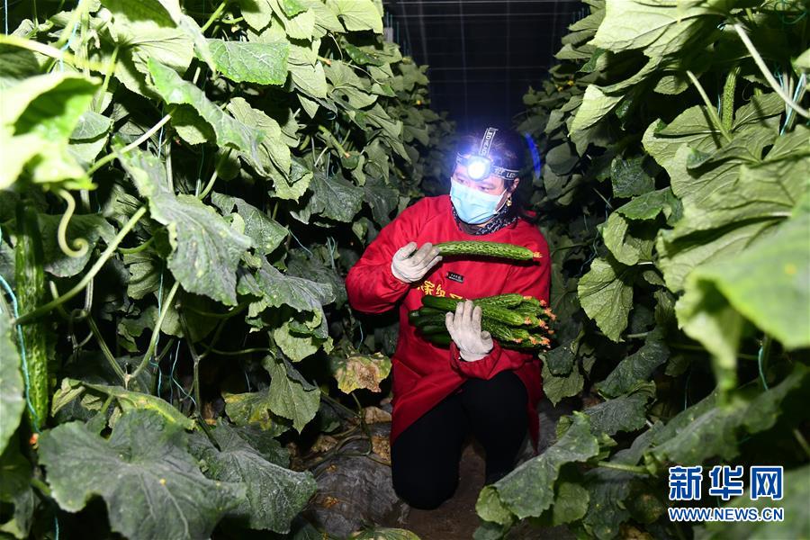 (聚焦疫情防控·圖文互動)(1)蔬菜產地供應充足 菜價在合理區間——來自蔬菜生產大省山東的一線調查報告