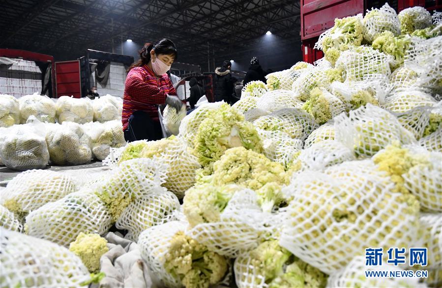 (聚焦疫情防控·圖文互動)(3)蔬菜產地供應充足 菜價在合理區間——來自蔬菜生產大省山東的一線調查報告