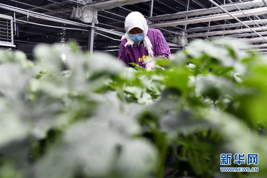 (圖文互動)(3)別樣的春耕——來自農業大省山東的春耕備耕見聞