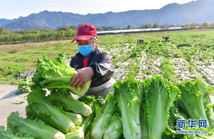 (圖文互動)(4)廣西桂林:“借力+接力”新鮮蔬菜進社區