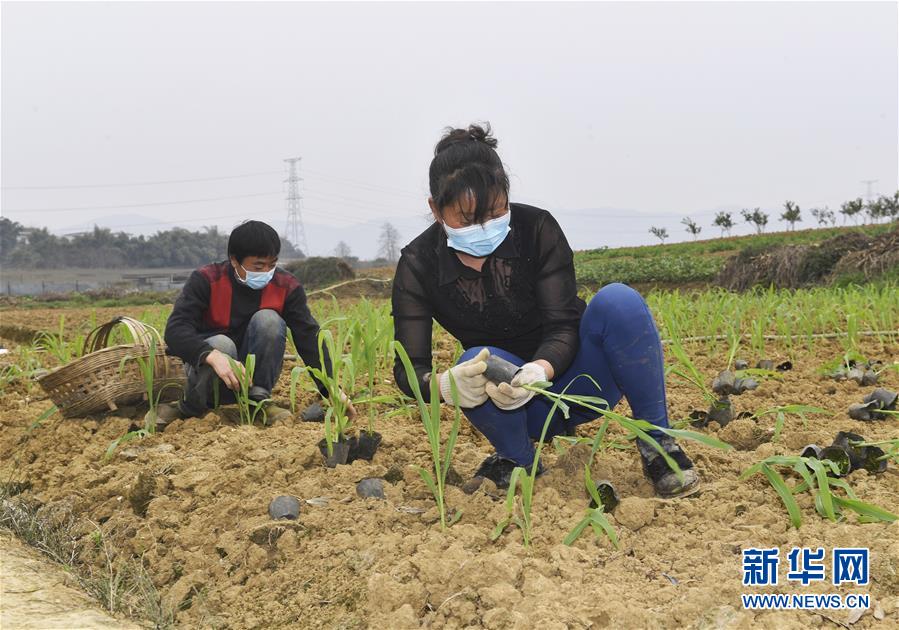 (在習近平新時代中國特色社會主義思想指引下——新時代新作為新篇章·習近平總書記關切事·圖文互動)(5)為農田注入硬核生產力——一些地方春耕中農業科技創新掃描