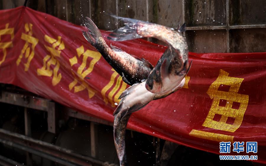 (聚焦疫情防控)(1)咸寧為武漢加“魚”