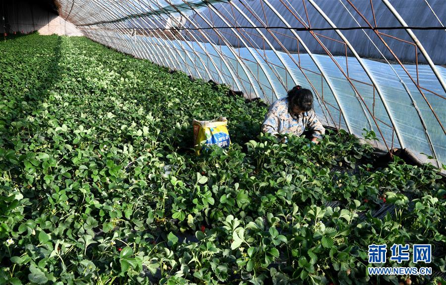 （在習近平新時代中國特色社會主義思想指引下——新時代新作為新篇章·習近平總書記關切事·圖文互動）（3）戰“疫”要勁時，戰“貧”再加把勁！——中央各部門助力脫貧攻堅很給力