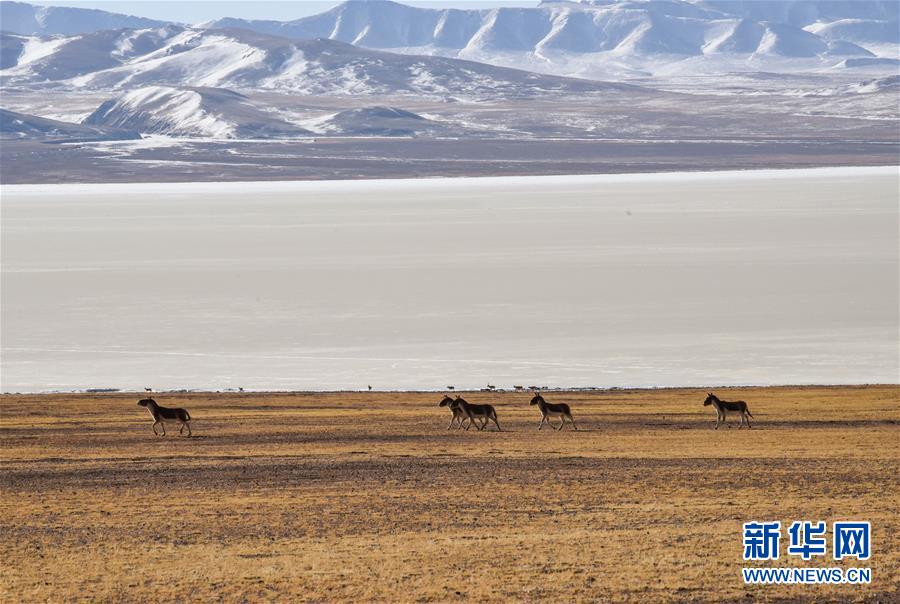 (新華全媒頭條·圖文互動)(3)跨越半個世紀的生命遷徙——西藏極高海拔生態搬遷破解人與自然共生難題