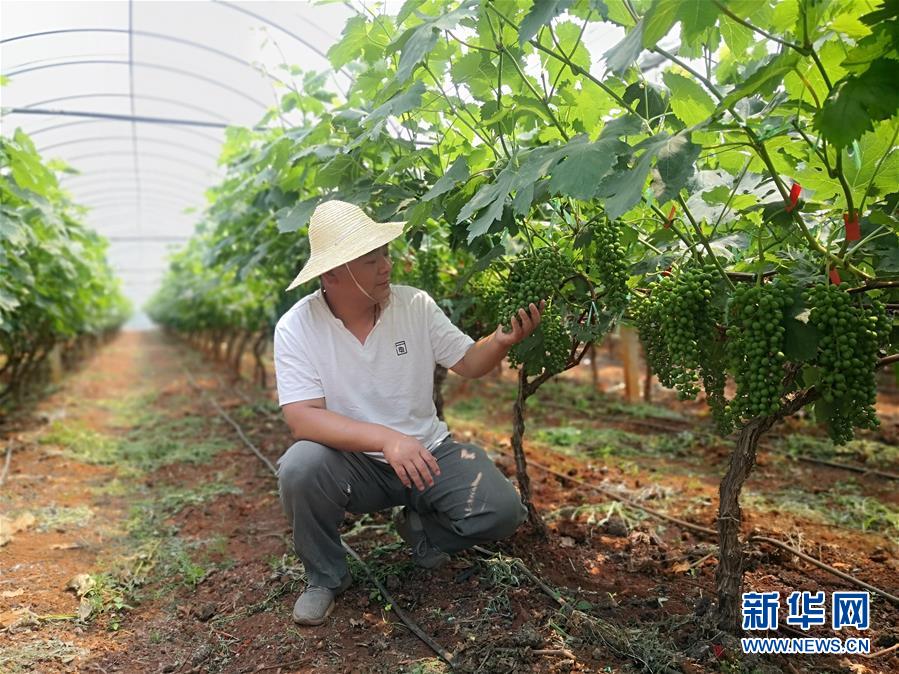 (新華全媒頭條·圖文互動)(11)春色最濃在田間——來自全國春耕備耕的現場觀察