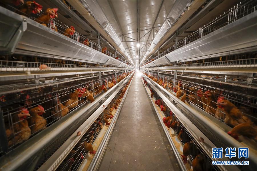 (圖文互動)(1)疏通產業鏈堵點 保障“菜籃子”供應——重慶養殖大區力促養殖業補損復產