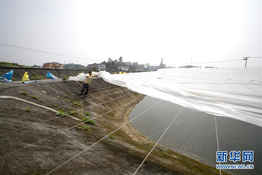 (圖文互動)(3)疏通產業鏈堵點 保障“菜籃子”供應——重慶養殖大區力促養殖業補損復產