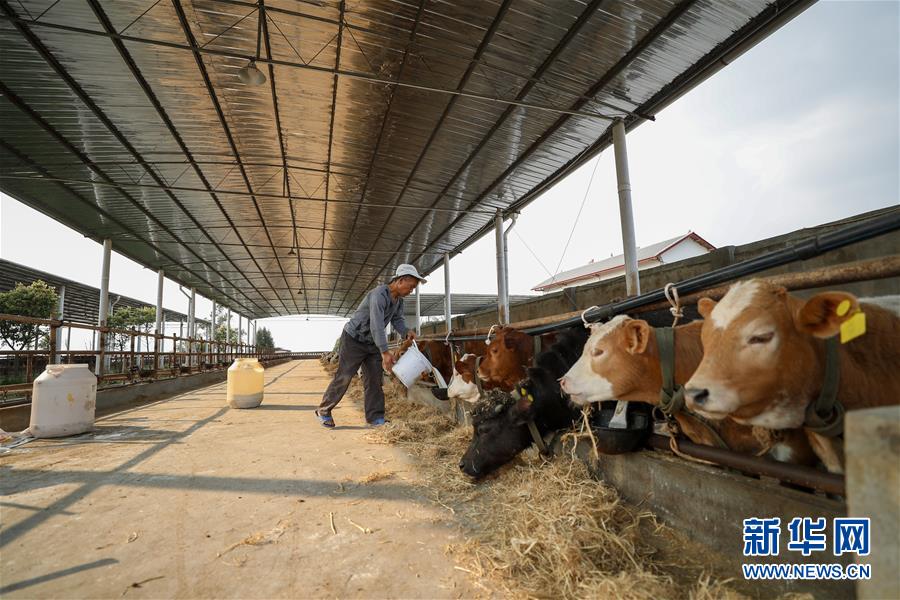 (圖文互動)(5)疏通產業鏈堵點 保障“菜籃子”供應——重慶養殖大區力促養殖業補損復產
