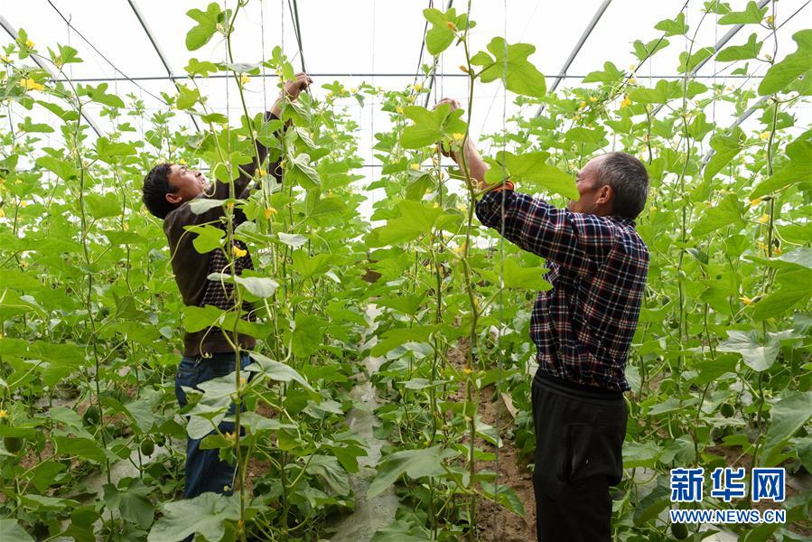 (決戰決勝脫貧攻堅·圖文互動)(11)決戰昆侖——新疆聚焦10個未摘帽縣展開深度貧困攻堅戰