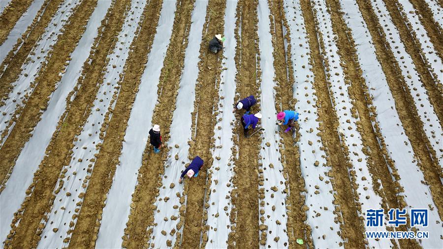 (決戰決勝脫貧攻堅·圖文互動)(1)貴州黔東南:搶抓壩區春耕 決勝脫貧攻堅