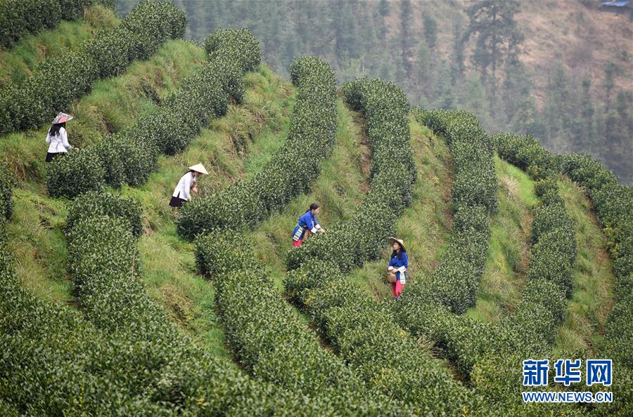 (決戰決勝脫貧攻堅·圖文互動)(3)田野“變奏”讓薄土“生金”——貴州農村產業革命助推脫貧攻堅見聞