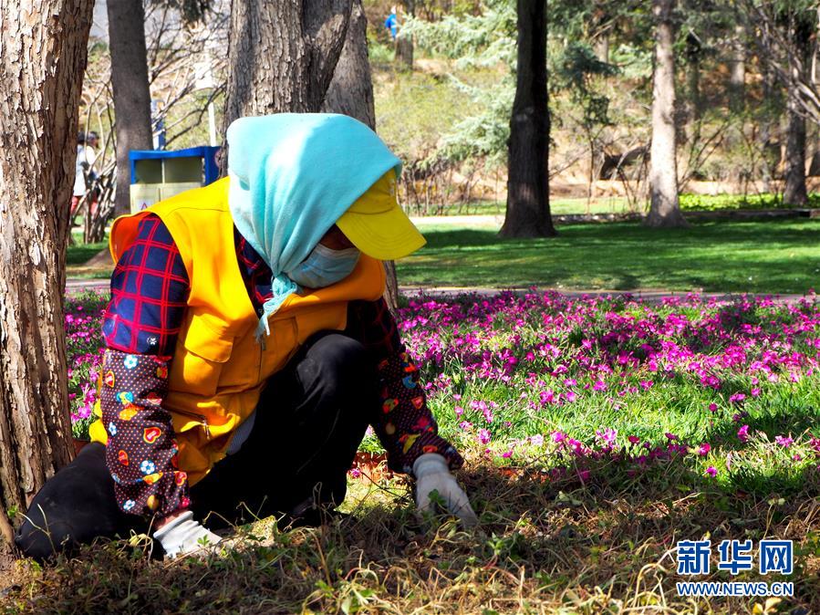 (圖文互動)(2)特寫:西寧花事