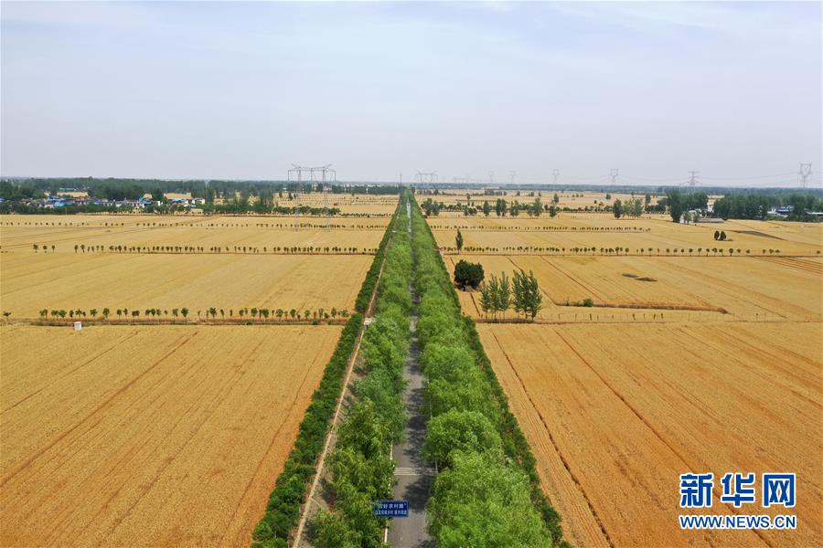 (新華全媒頭條·圖文互動)(1)庚子之豐——2020年河南夏糧豐收圖景