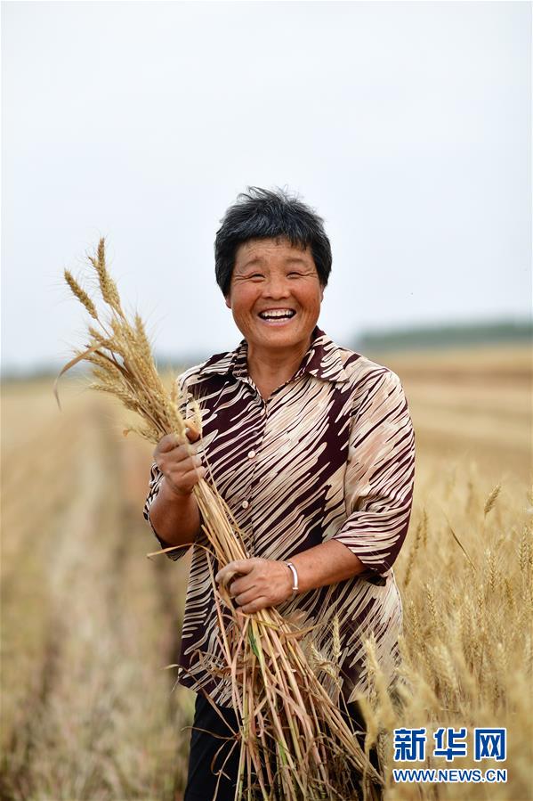 (新華全媒頭條·圖文互動)(6)庚子之豐——2020年河南夏糧豐收圖景