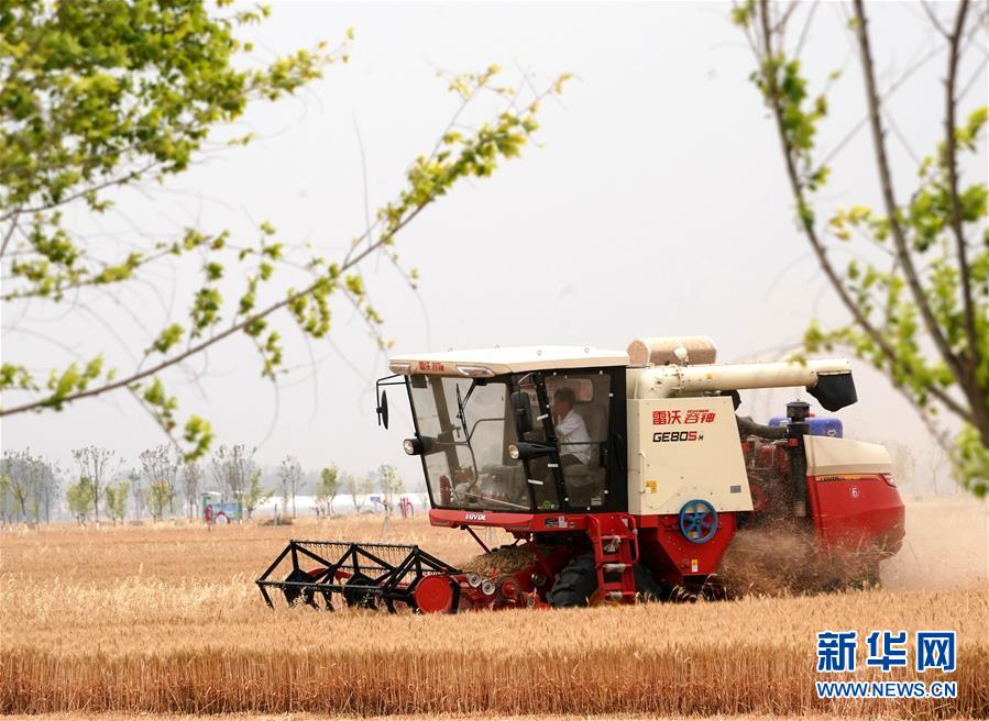 (新華全媒頭條·圖文互動)(8)庚子之豐——2020年河南夏糧豐收圖景