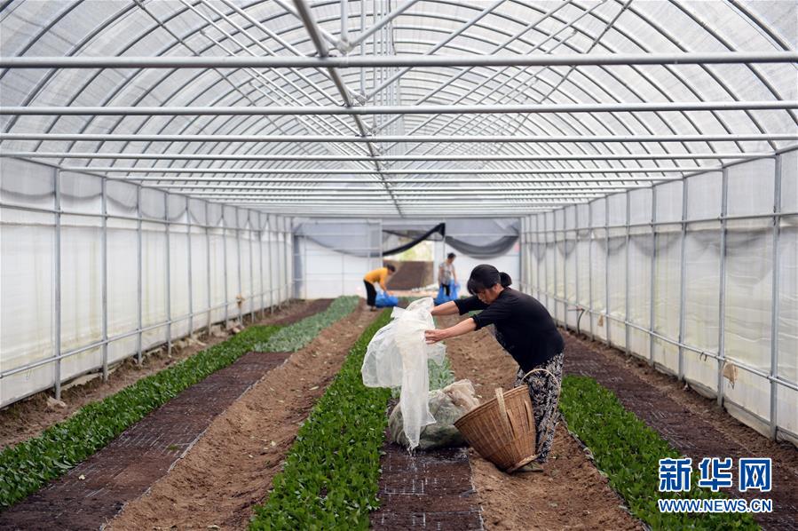 (防汛抗洪·圖文互動)(2)修路通水忙重建 補種搶收復生產——湘西山洪后恢復生產生活見聞