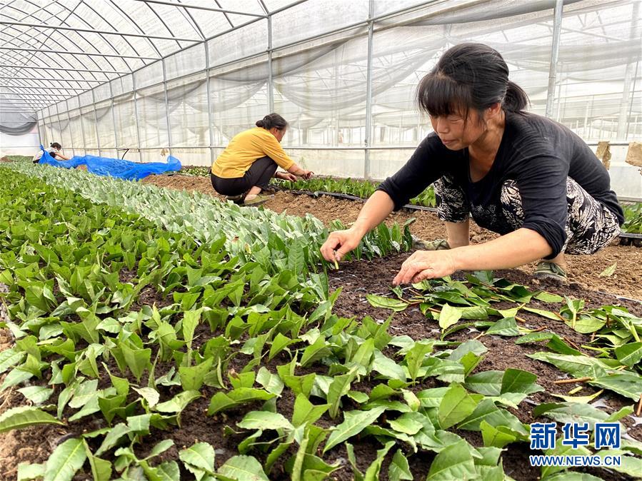 (防汛抗洪·圖文互動)(4)修路通水忙重建 補種搶收復生產——湘西山洪后恢復生產生活見聞