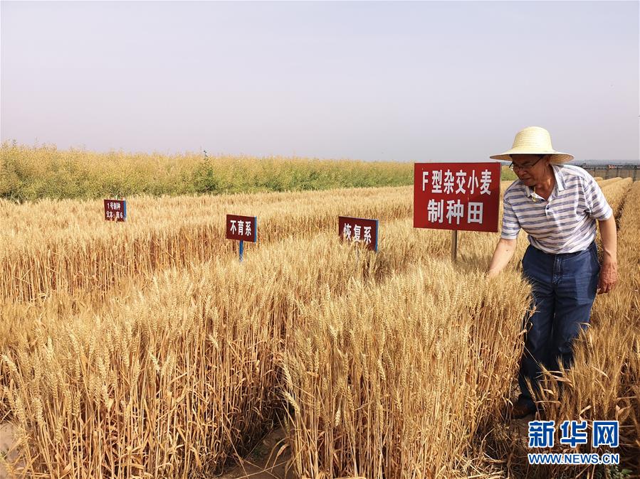 (在習近平新時代中國特色社會主義思想指引下——新時代新作為新篇章·習近平總書記關切事·圖文互動)(3)讓百姓吃得飽還要吃得好——夯實糧食安全基礎端牢中國飯碗