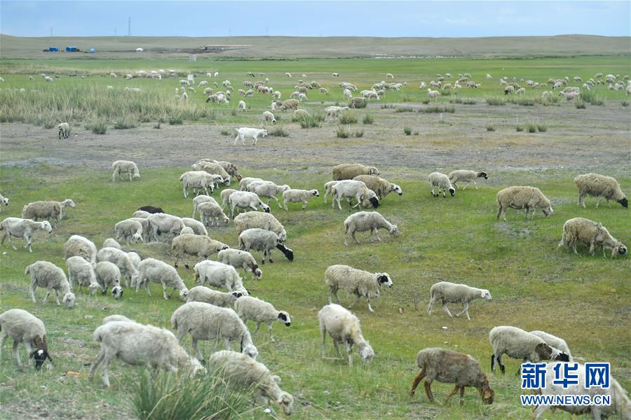 （走向我們的小康生活·圖文互動）（1）草原有了網，手機能放羊——看呼倫貝爾大草原牧民生活變了樣 