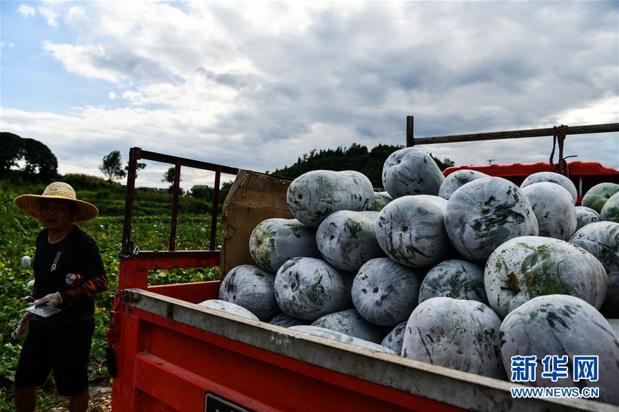 (決戰決勝脫貧攻堅·圖文互動)(5)“草鞋村”的致富經