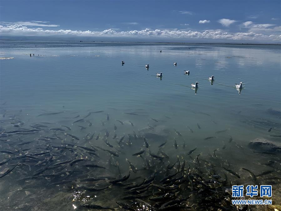 (新華全媒頭條·圖文互動)(4)大湖見證 ——持續保護讓青海湖生態華麗“蝶變”