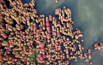 浙江余姚:杉紅似火猶未盡