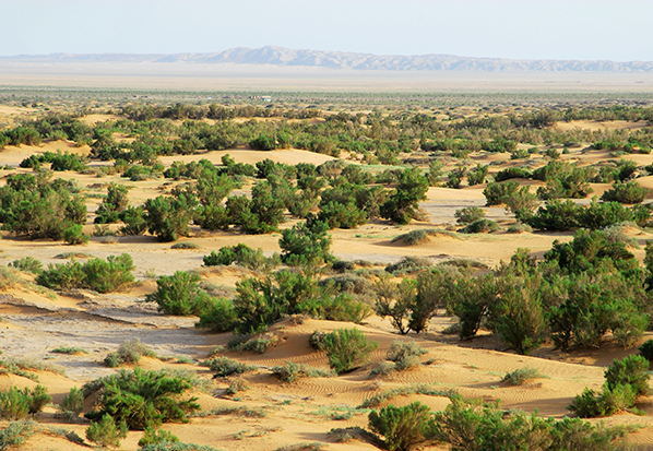 【長篇通訊】塞罕壩，京城綠色屏障的前世今生