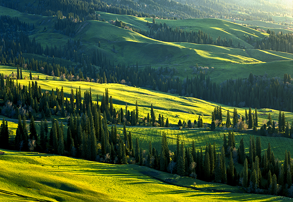 【長篇通訊】塞罕壩，京城綠色屏障的前世今生